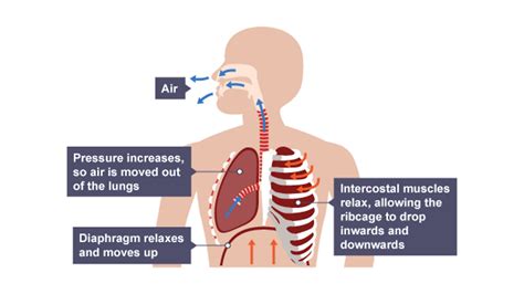 The Lungs: Filtering Air